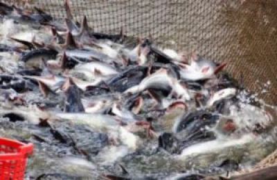 Pangasius exports to ASEAN are waiting for a resurgence after COVID-19