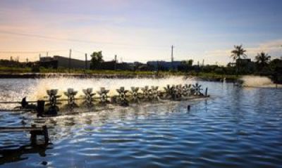 Vietnam's shrimp industry thrives on the rapid containment of COVID-19